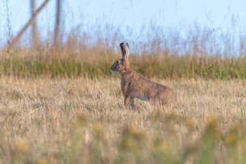 Brown hare in the grass. Rabbit running in the field
