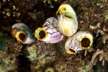 Sea squirts, tunicates, or ascidians living on the reef