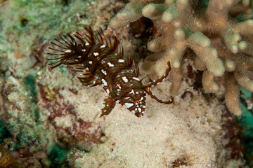 Juvenile Rockmover, Dragon, or Reindeer Wrasse, Novaculichthys taeniourus