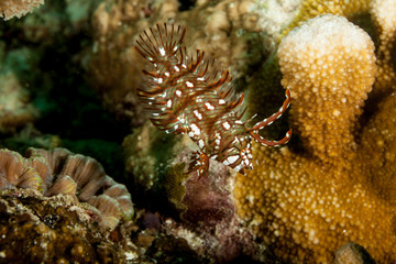 Juvenile Rockmover, Dragon, or Reindeer Wrasse, Novaculichthys taeniourus