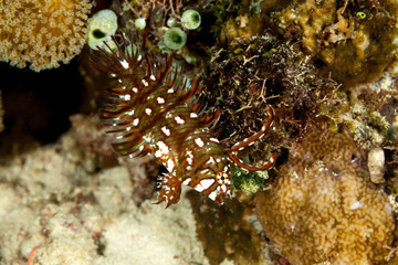 Juvenile Rockmover, Dragon, or Reindeer Wrasse, Novaculichthys taeniourus