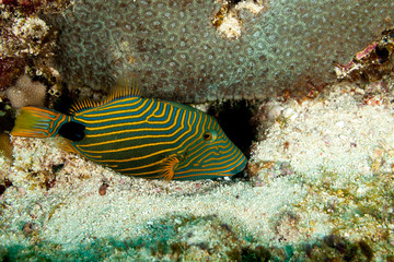 Orange-Lined Triggerfish, Orangestriped Triggerfish, Balistoides undulatus