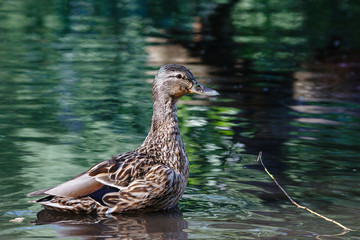 A duck in a pond, with waves on the surface of the water.