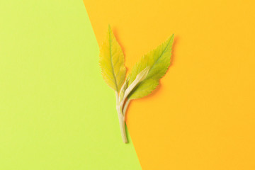 Fototapeta na wymiar Green leaf on color background