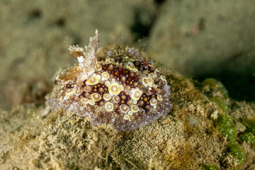 Sea slug, Hoplodoris estrelyado