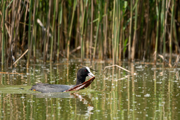 Red-knobbed coot or Fulica cristata building nest in Hungary