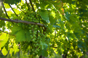 grapes in growing process