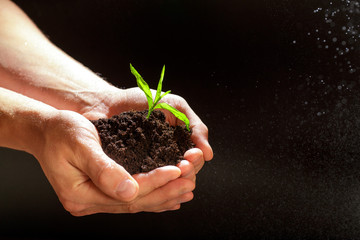 Fototapeta na wymiar World environment day concept:The mans hand holding a small tree. Two hands holding a light green tree. holding seedlings isolate.Seedlings are growing in the days ahead.- Image