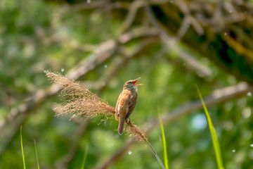 Great-reed warbler, Acrocephalus arundinaceus, single bird on reed singing