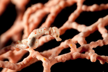 Hippocampus denise, also known as Denise's pygmy seahorse