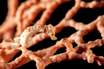 Hippocampus denise, also known as Denise's pygmy seahorse - obrazy, fototapety, plakaty