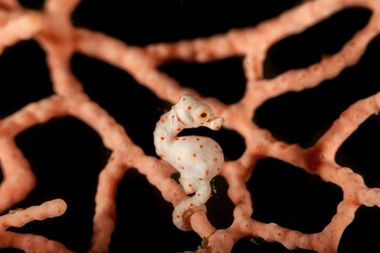 Pregnant Hippocampus denise, also known as Denise's pygmy seahorse