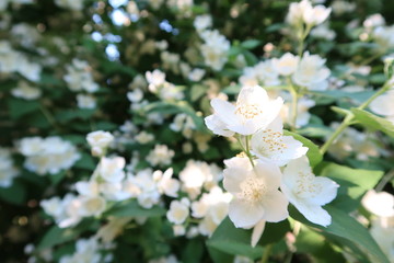 Jasmine flowers in a garden. Gentle flower petals close up