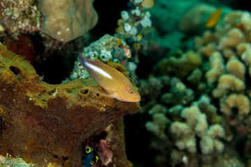 Arc-eye hawkfish, Paracirrhites arcatus