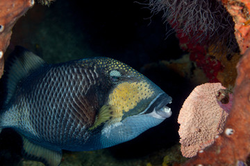 Titan triggerfish, giant triggerfish or moustache triggerfish, Balistoides viridescens