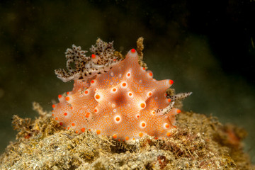 Halgerda batangas is a species of sea slug