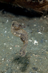 Seahorse Hippocampus taeniopterus