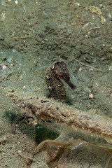 Seahorse Hippocampus taeniopterus