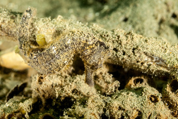 Seahorse Hippocampus taeniopterus