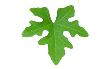 Fototapeta premium Ivy Gourd green leave isolated on white background.