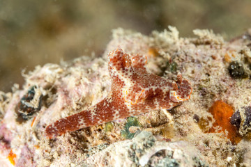 Ceratosoma gracillimum is a species of sea slug or dorid nudibranch, a marine gastropod mollusk in the family Chromodorididae
