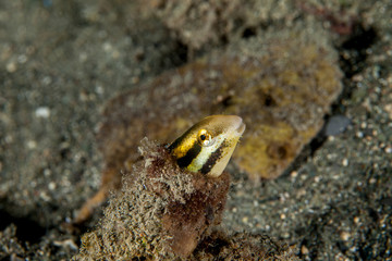 Combtooth blennies, Petroscirtes