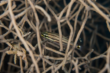 The five-lined cardinalfish, Cheilodipterus quinquelineatus
