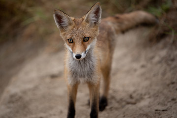 young fox in the forest in the green grass