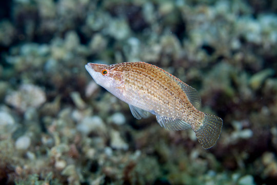 The pointed-snout wrasse, Symphodus rostratus