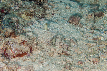 The spotted garden eel (Heteroconger hassi)