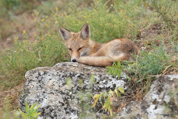 young fox in the forest in the green grass
