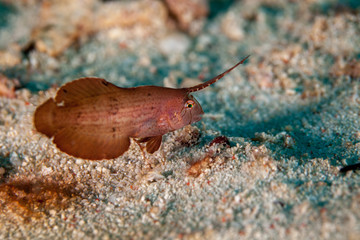 Juvenile Peacock Razorfish - Iniistius pavo, Xyrichtys pavo