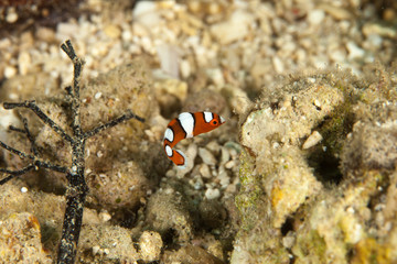 allocoris gaimard, African clown wrasse, African coris, Clown wrasse, Gaimard's wrasse, Rainbow wrasse, Yellowtail coris