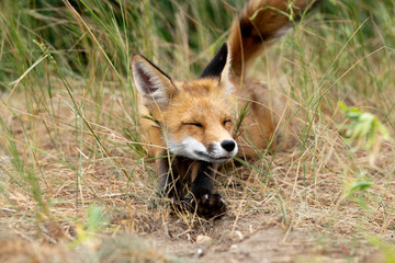young fox in the forest in the green grass