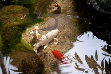 beautiful koi fish swimming in the pond