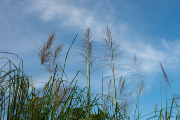 Flowers of vetiver grass and blue sky. Vetiver grass: Plant and soil conservation and use as a herbal medicine.