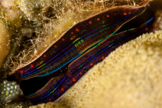 Pedum spondyloideum, Coral Clam