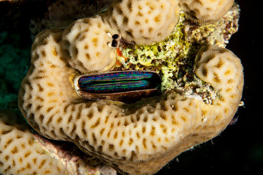 Pedum spondyloideum, Coral Clam