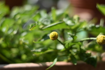 Blüten der Parakresse 'Homer' (Spilanthes oleracea)