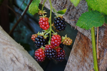 Brombeeren