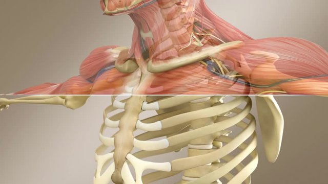 Human Male Anatomy - Male Skeleton With Half Transparent Muscle System, Close Up, Splitscreen
