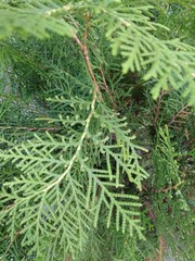 closeup of fresh green thuja plant