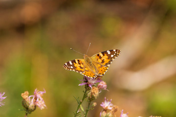 Obraz premium ein Schmetterling auf einer Blüte