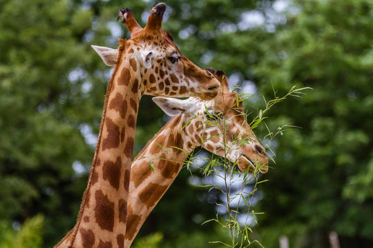 Zoo de la Flèche - Girafe