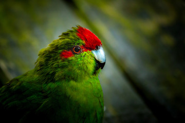 colorful parrot on a branch