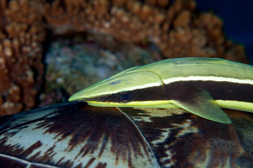 The live sharksucker or slender sharksucker on a turtle (Echeneis naucrates) is a species of marine fish in the family Echeneidae