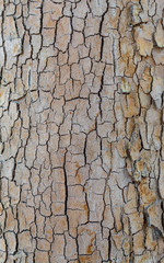 Closeup Embossed Tree Bark Texture Background