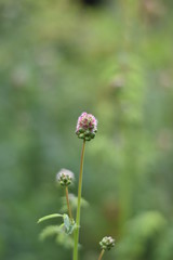Blühende Pimpernelle (Sanguisorba minor)