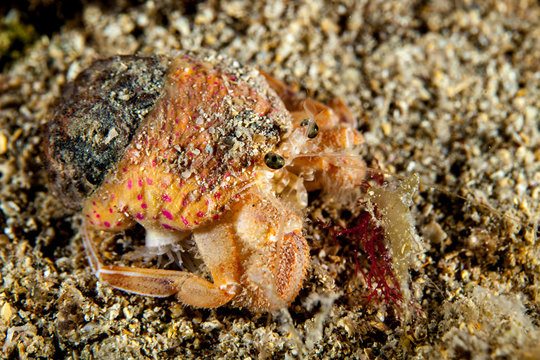 Pagurus prideaux is a species of hermit crab in the family Paguridae. It is found in shallow waters off the northwest coast of Europe