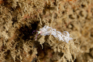 Pteraeolidia ianthina is a sea slug, an aeolid nudibranch, a marine gastropod mollusc in the family Facelinidae